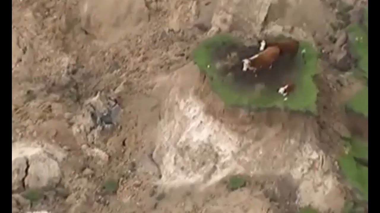 Cows stranded on ‘island’ after New Zealand earthquake – aerial video