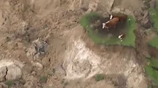 Cows stranded on ‘island’ after New Zealand earthquake – aerial video