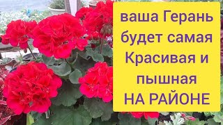 ГЕРАНЬ станет королевой, ДАЖЕ САМАЯ ХИЛАЯ ЗАЦВЕТЕТ, черенкование и размножение пеларгонии