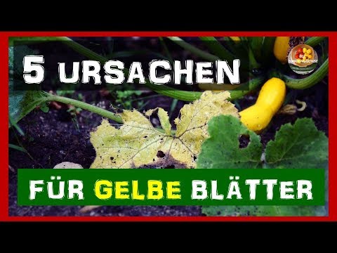 Video: Zucchini Von Krankheiten Und Schädlingen Verarbeiten