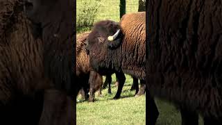A Bison Poem  #wildlife #rockymountains #nature #conservation #buffalo #bison