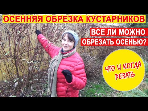 Осенняя обрезка кустарников. Какие кустарники обрезать осенью? А какие летом?