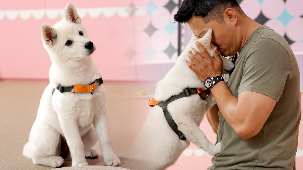 말랑콩떡 왕찹쌀떡 강아지에 감겨버렸습니다 [퍼피교육]