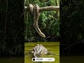 Python vs Crocodile Clash | 🐍🐊 #Shorts  #Wildlife #Nature #Jungle #Rainforest #Snake