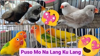 Vlog362 Green Pied Opaline😱🦜😱 Zebra Finch BFBB😍🦜😍 by D4NUC  4VI4RY 1,565 views 7 days ago 19 minutes