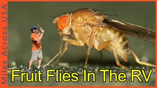 How We Get Rid of Fruit Flies in Our RV (Fast, Safe and Easy) by MilesAcrossUSA 1,020 views 1 year ago 1 minute, 35 seconds