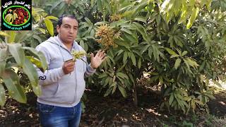 كيفيه زياده عقد الثمار فى  اشجار المانجو  How to increase  fruit setting of  mango trees