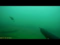 Подводная охота на Черном море. Абхазия.