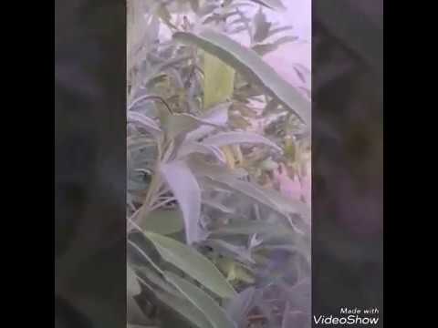 Video: Biljke ruske kadulje - Kako uzgajati i brinuti se za rusku kadulju