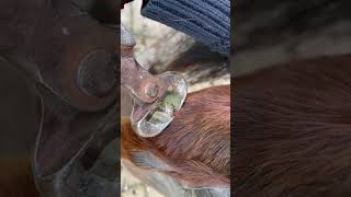 Chestnut 🌰 trim!!! #farrierlife #equestrian #asmr #oddlysatisfying #horse #farm