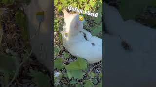 Kaçmak isteyen Gofret kontrolü eline almak istiyor🙀 #cat #kedi #animals