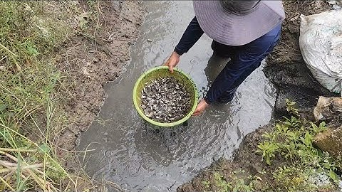 Giải cứu cá rô đồng (T70) bắt cá dưới hố bom 