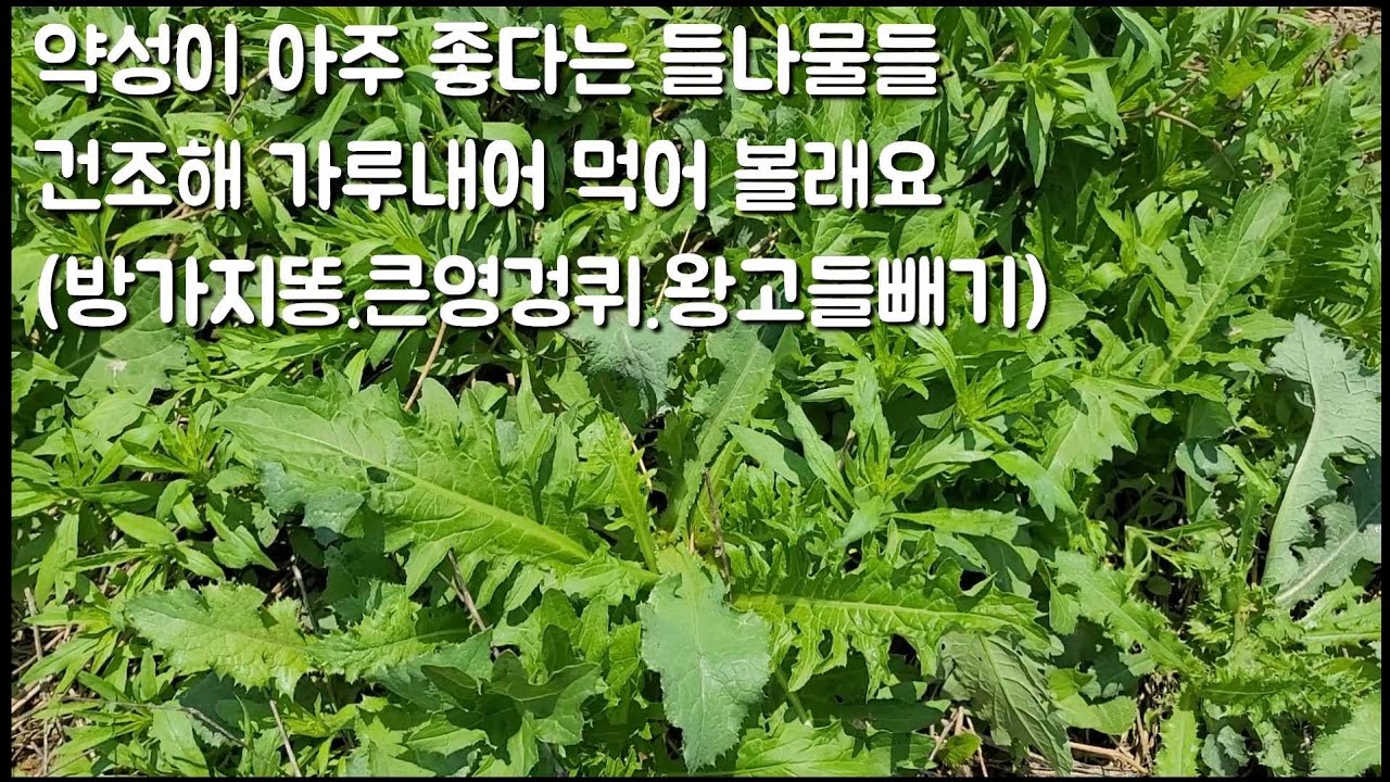 약성이 아주 좋다는 들나물 6인방 (방가지똥.왕고들빼기.가시상추.큰엉겅퀴.민들레.보리뱅이)