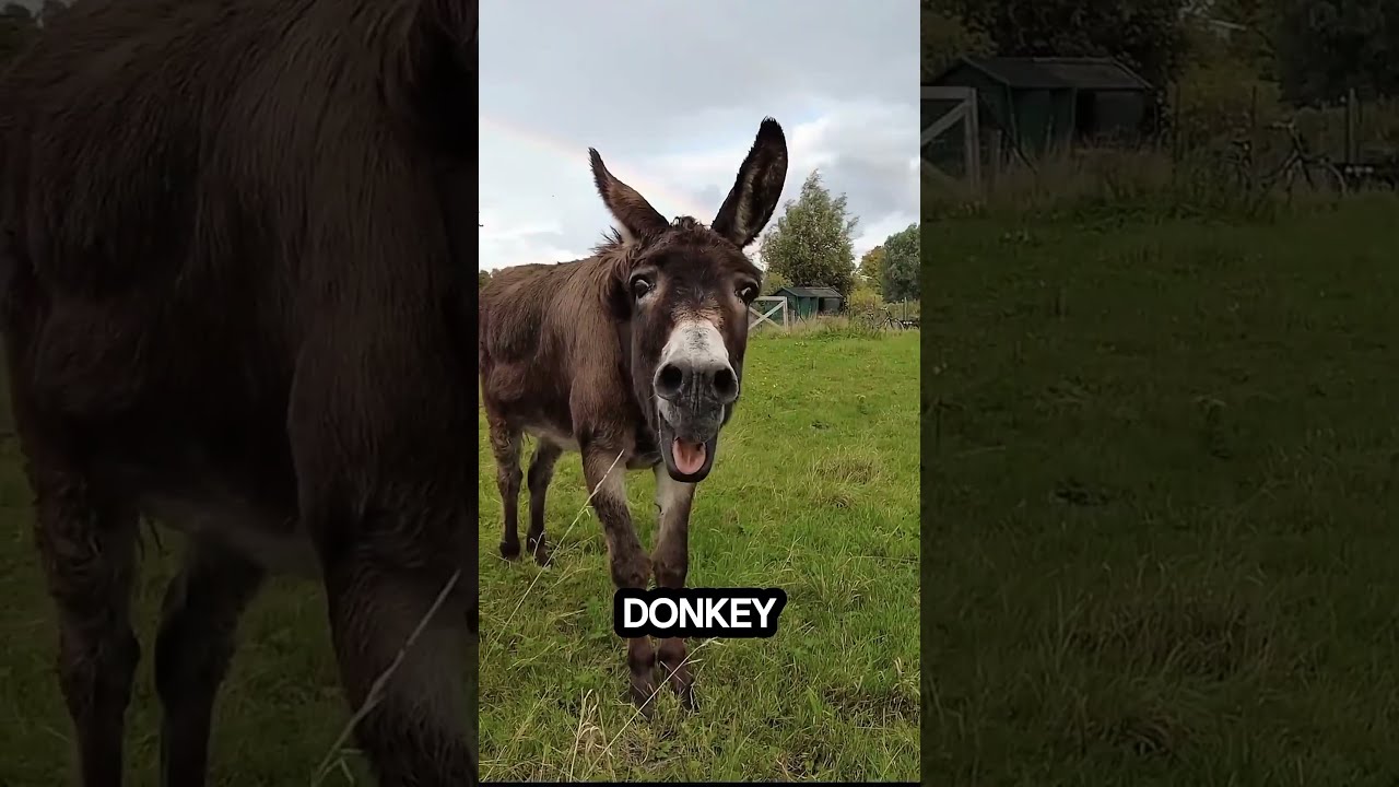 What Happens When A Horse And Donkey Have Baby