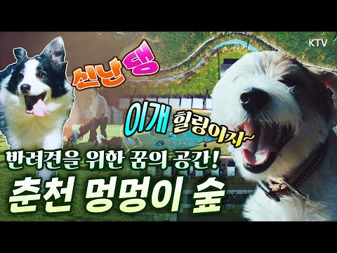 <strong>춘천</strong> 멍멍이 숲에서 만나는 자유로운 놀이와 <strong>체험</strong> !전용 운동장, 수영장, 카페까지 없는 게 없는 멍멍이들의 천국 #노즈워킹