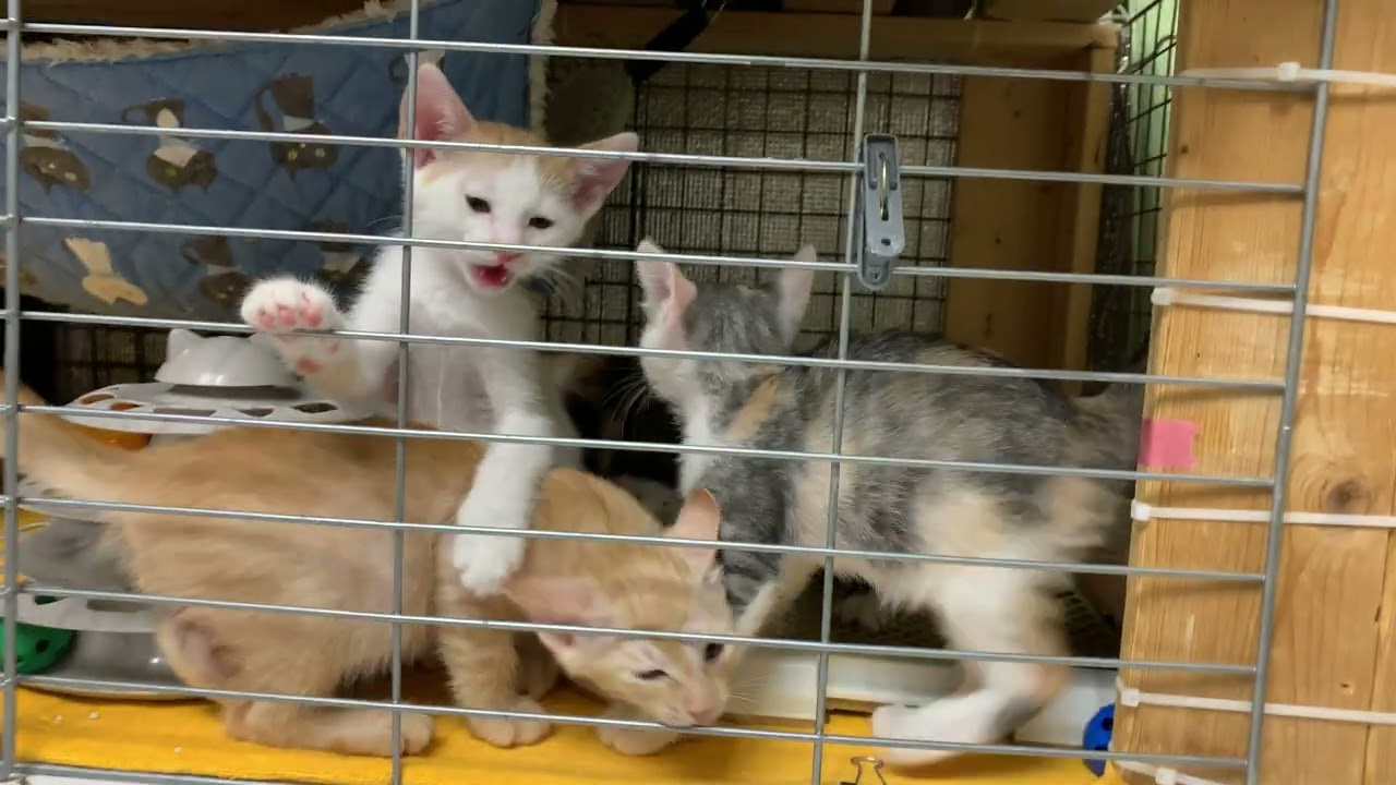 Temporary suspension of live streams for four kittens [Rescue Cat