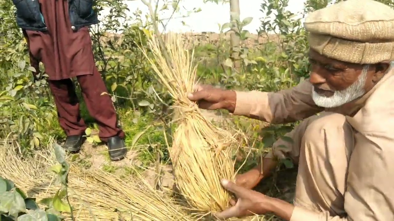 Citrus Forming l Kinno Nursery in Pakistan l Orange forming 🍊🍊
