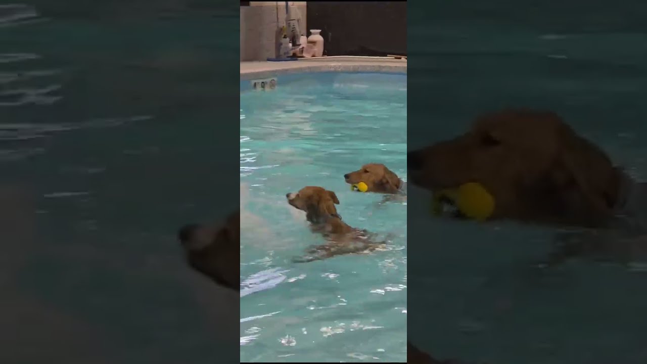 Счастливые собаки — это мокрые собаки 💦 