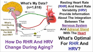 Resting Heart Rate, Heart Rate Variability: What