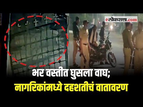 बुलढाणा : खामगावात वाघाची दहशत; वन अधिकाऱ्यांकडून सतर्कतेचे आवाहन