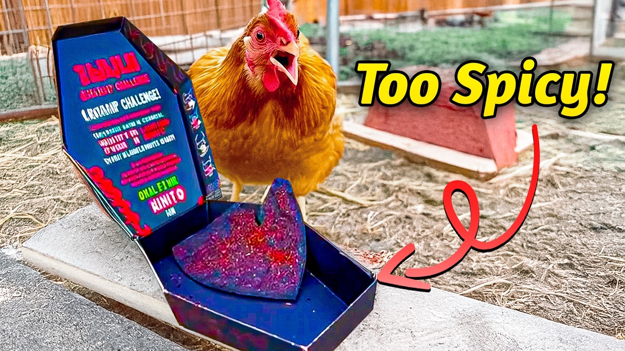 Viral Videos : Chicken eats the hottest chips in the world 😂🤦‍♂️