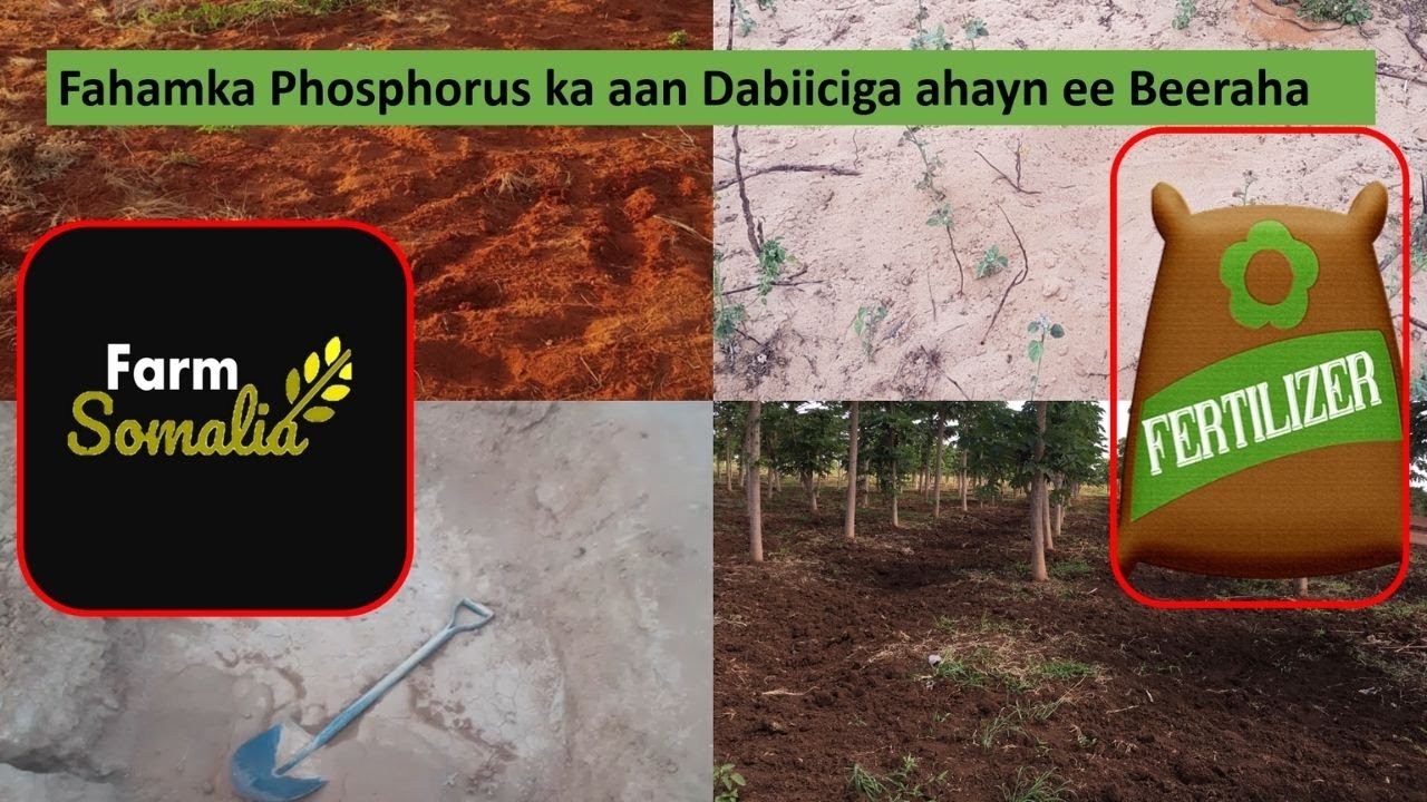 Fahamka Phosphorus ka aan Dabiiciga ahayn ee Beeraha