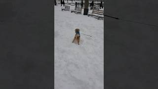 Remy loves the snow! ❄ #doglife #throwback2021