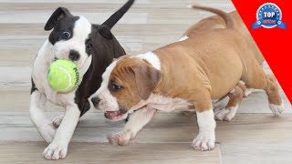 AMSTAFF  (Ejercicio y alimentación)