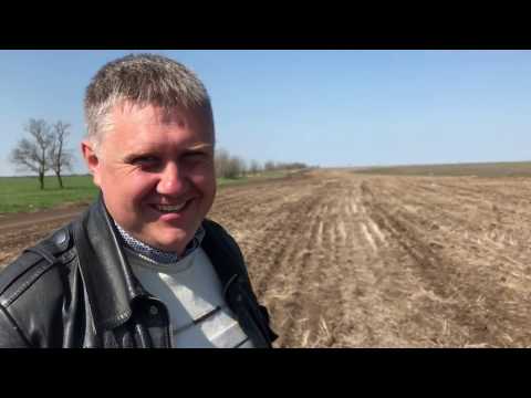 Кориандр и шалфей можно выращивать по технологии No-till