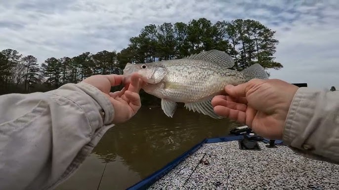 Best Crappie Bait Scent/Does Scent Work For fish 