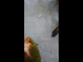lovebirds cute video #lovebirds​ #budgies​ #birds​ #buddies​ #parrot​ #love​ #youtubeshorts​ #pets​