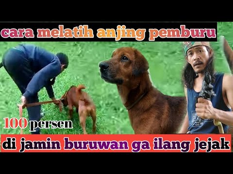 Video: Apa yang harus diberikan kepada Tumbuh Gigi Kucing Anda