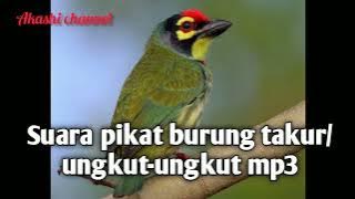 Suara pikat burung takur ungkut-ungkut mp3