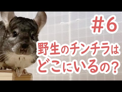 チンチラ チンチラのちょっと勉強シリーズ 6 野生のチンチラはどこに住んでいるの Youtube チンチラ チンチラのちょっと勉強シリーズ 6 野生のチンチラはどこに住んでいるの Youtube