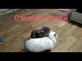 Сибирские котята 6 месяцев. Все 5 Касиных детей.