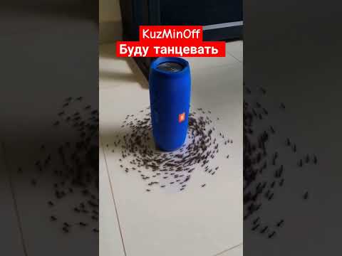 KuzMinOff- буду танцевать #kuzminoff #песня #звукм #музыка