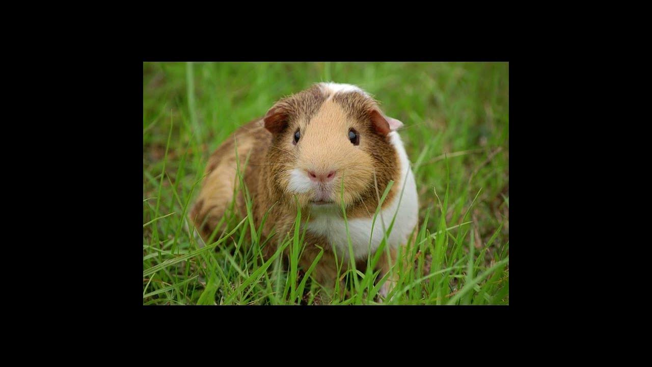 Top Ten Most Popular Pets In The World YouTube top-ten-most-popular-pets-in-the-world-youtube