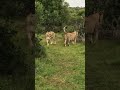 Lions play fighting at kariega game reserve