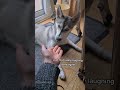 Funny husky#dog#dogvideos #husky#fyp