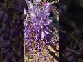 Wisteria Beautiful flower ❤️❤️❤️#shorts #@MWorld5 #shortsfeed #shortvideo #flowers #song #short