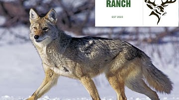 30 minute coyote call bring them in fast 🐺🔫￼