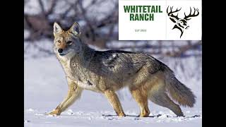 30 minute coyote call bring them in fast 🐺🔫￼