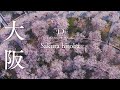 [桜ドローン撮影4K]大阪府門真市パナソニックミュージアムさくら広場｜桜ドローンプロジェクト