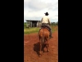 Fabinho treinador de mulas São Miguel do Araguaia Go