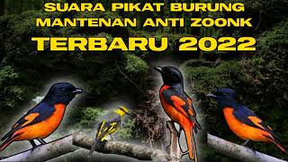 Suara pikat burung mantenan dijamin ampuh 100%