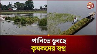 হাওরে পানিতে তলিয়ে গেছে কৃষকদের স্বপ্ন | Haor Update | Agriculture Loss | Channel 24
