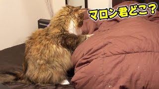 ちゃちゃとマロンが隠れんぼしてた！