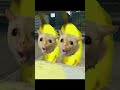 Banana cats spotted by a giant seagull? / 巨大カモメに見つかったバナナ猫たち？ #shorts #gmod #bananacat