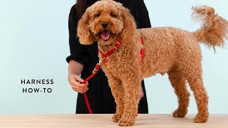The Foggy Dog Harness How-To Video