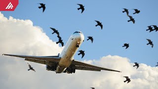 Bakı-Antalya Təyyarəsi Geri Qayıtdı - Mühərri̇kdən Quş Çixdi